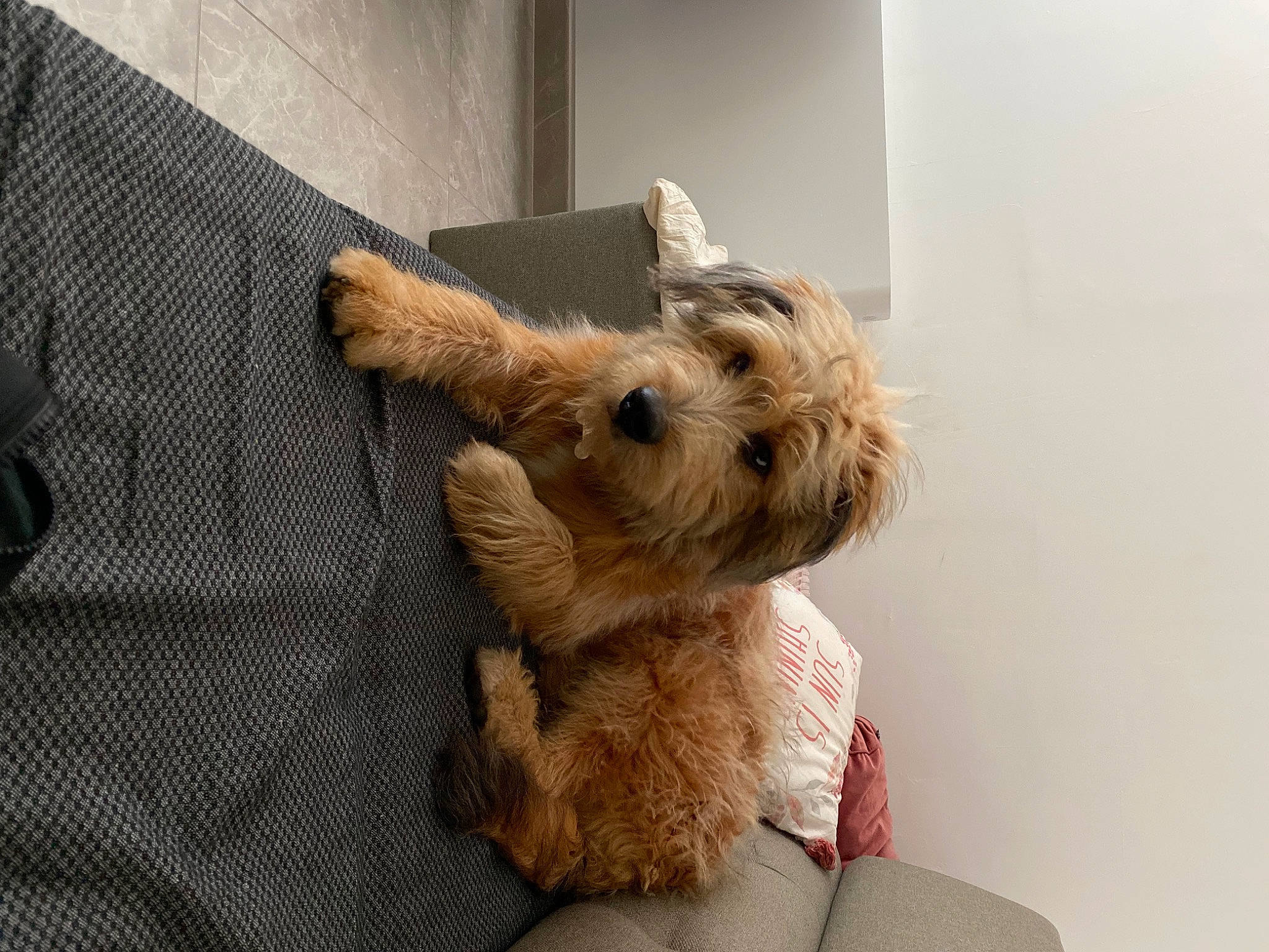 Trésor participe au concours pour gagner de l'argent avec cette photo : canidae, carnivore, comfort, companion_dog, dog, dog_breed, dog_supply, fawn, fur, liver, non_sporting_group, pet_supply, small_terrier, snout, sporting_group, terrier, toy_dog, working_animal