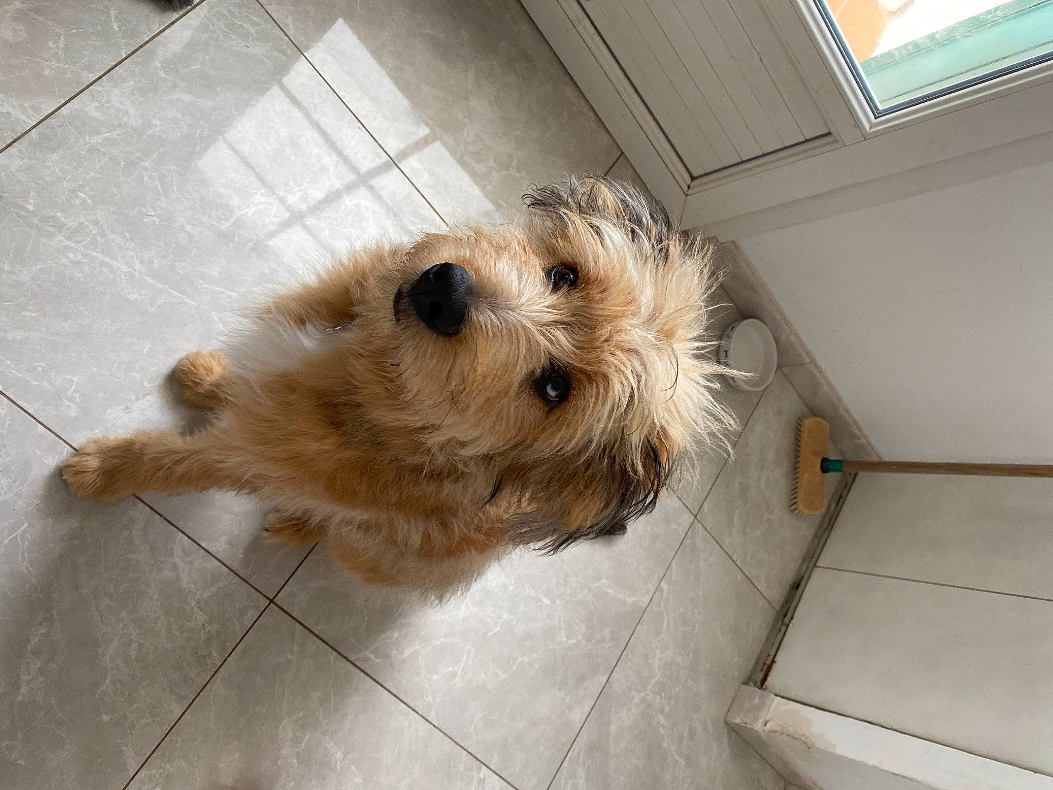 Trésor participe au concours pour gagner de l'argent avec cette photo : canidae, carnivore, companion_dog, dog, dog_breed, fawn, floor, flooring, fur, hardwood, paw, small_terrier, sporting_group, terrier, tile, toy_dog, window, window_blind, wood, working_animal