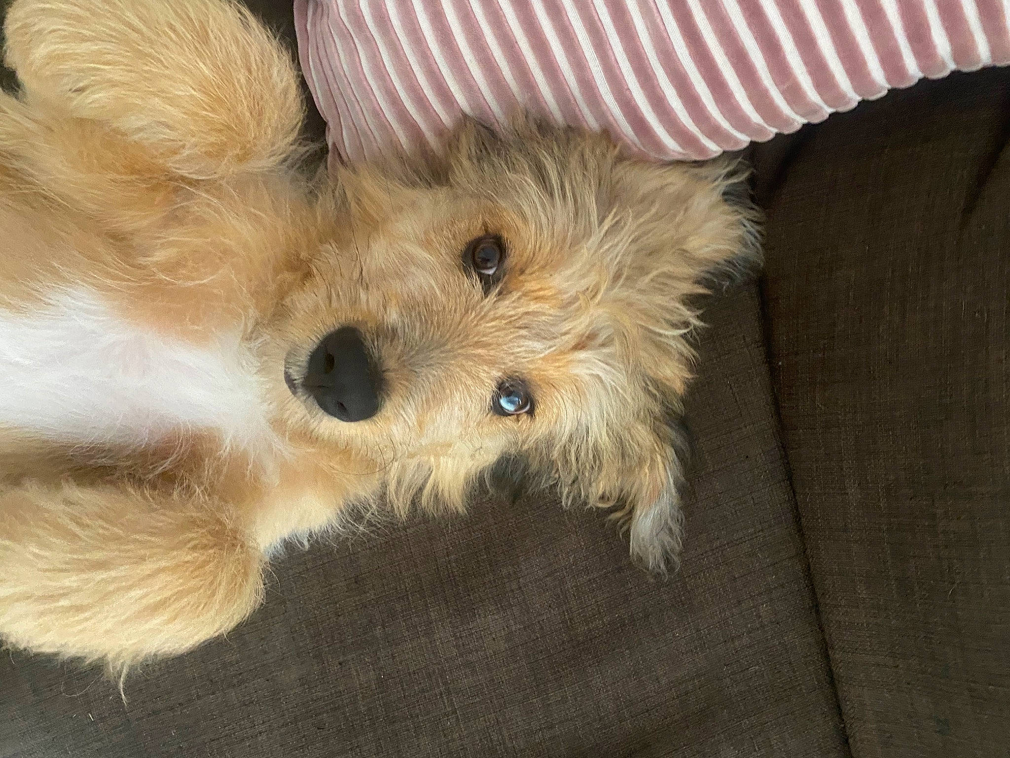 Trésor a rejoint le concours — aidez-le/la à gagner de superbes lots ! canidae, carnivore, companion_dog, dog, dog_breed, fur, non_sporting_group, paw, small_terrier, spitz, sporting_group, terrestrial_animal, terrier, toy, toy_dog, whiskers, working_animal