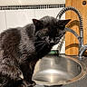 cat, black_cat, kitchen, sink, faucet, cutting_board, countertop, pet, animal, indoor, curious, fur, whiskers, window, tile, metal, shadow, domestic, mammal, household