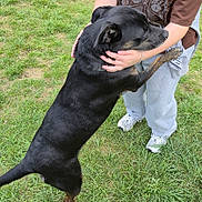 Hermione participe au concours pour gagner de l'argent avec cette photo : affection, animal, black_dog, bracelet, casual_clothing, companionship, dog, embrace, friendship, grass, nature, outdoor, pants, paw, person, pet, playful, sneakers, standing, tshirt