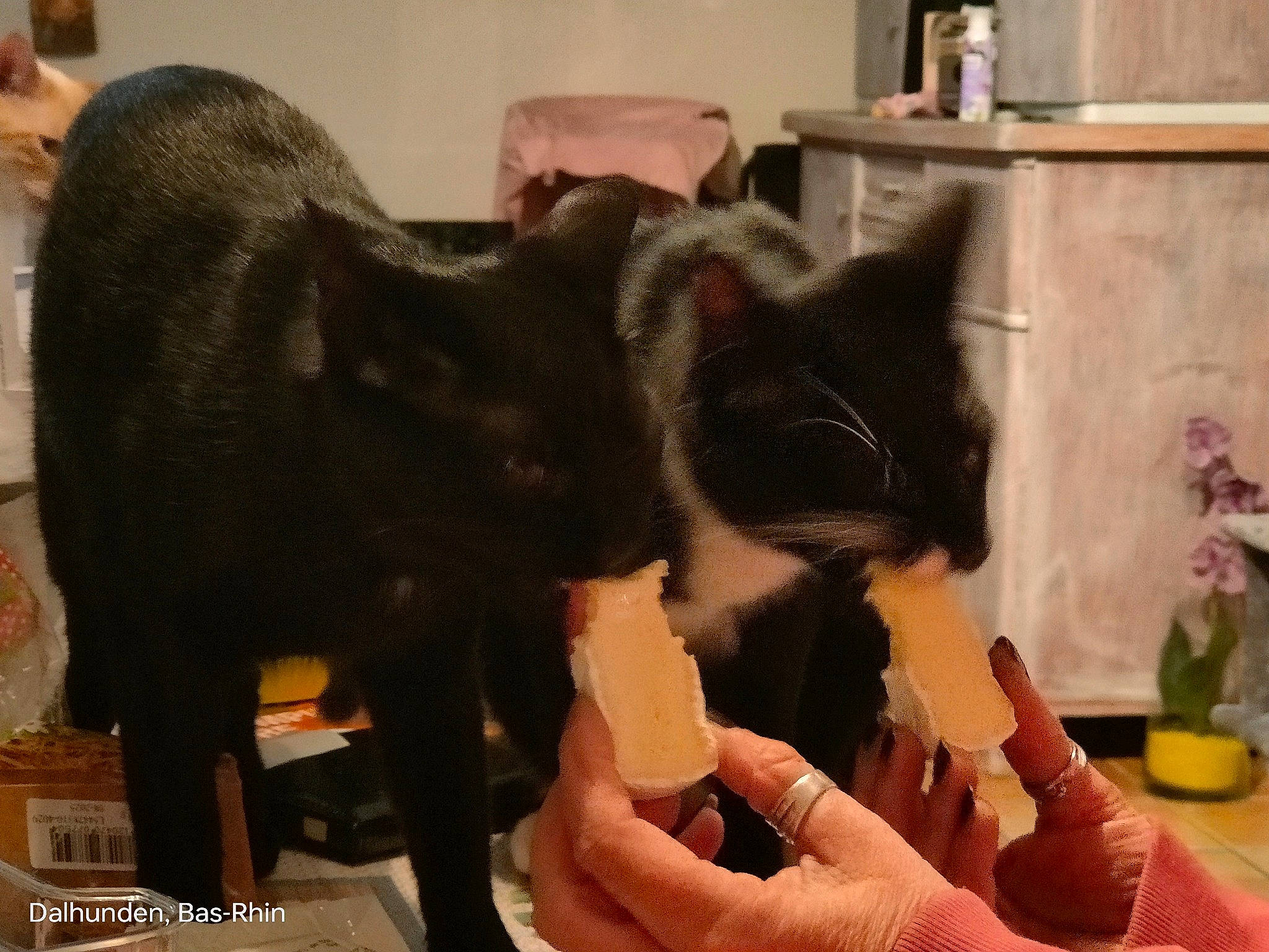 Moka participe au concours pour gagner de l'argent avec cette photo : black_cat, canidae, carnivore, cat, claw, comfort, companion_dog, domestic_short_haired_cat, ear, felidae, fur, gesture, nail, room, small_to_medium_sized_cats, tail, thumb, whiskers, wrist