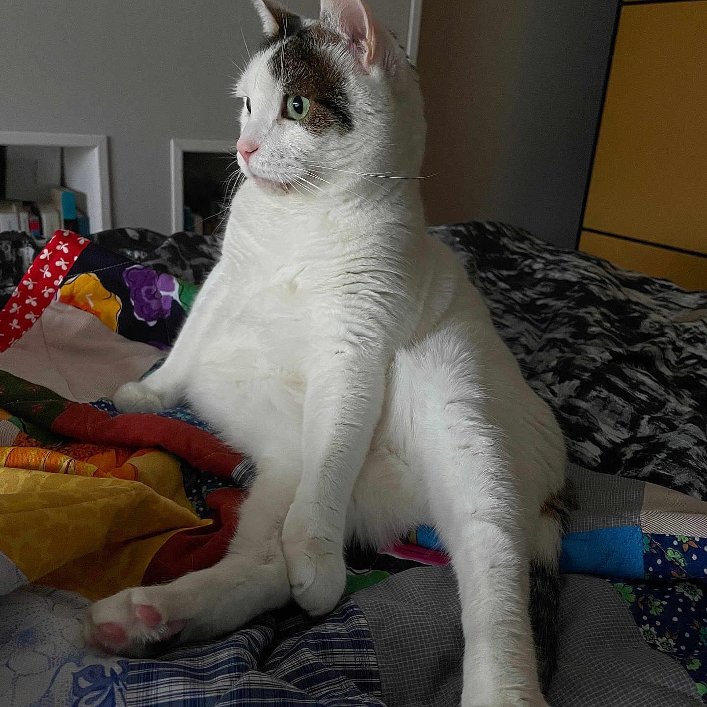 Magnite participe au concours pour gagner de l'argent avec cette photo : animal, bed, cat, colorful, cozy, ears, feline, fur, indoor, looking_away, patches, pet, pink_paw_pads, quilt, relaxed, sitting, soft_light, tail, whiskers, white_cat