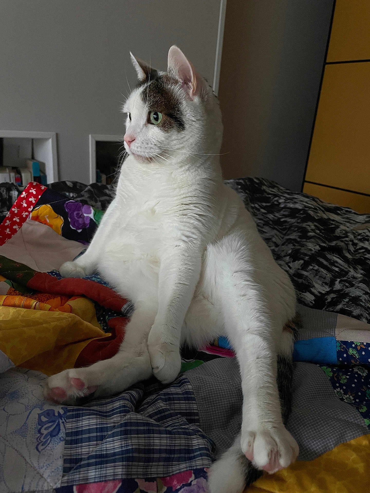 Magnite participe au concours pour gagner de l'argent avec cette photo : cat, white_cat, patches, indoor, quilt, colorful, bed, feline, pet, animal, sitting, relaxed, looking_away, cozy, soft_light, whiskers, pink_paw_pads, tail, ears, fur