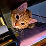 cat, ginger_cat, curious, indoor, wooden_desk, black_container, cable, close_up, pet, animal, whiskers, ears, eyes, feline, cute, domestic_cat, table, reflection, soft_light, cozy