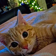 O'Malley joined the competition — help win amazing prizes! cat, tabby, orange_cat, pet, animal, close_up, bed, blanket, indoor, christmas_tree, lights, blurred_background, cozy, cute, whiskers, relaxed, feline, pink_nose, wide_eyes, soft_texture