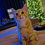 O'Malley is registered to the contest to win money with this photo: cat, kitten, orange_tabby, indoor, blanket, bedroom, christmas_tree, lights, decorations, curious, pet, animal, feline, cozy, festive, holiday, soft_lighting, cute, young, domestic_cat
