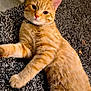 O'Malley is registered to the contest to win money with this photo: cat, orange_tabby, pet, animal, feline, relaxed, lying_down, carpet, indoor, fur, whiskers, ears, collar, paw, cute, domestic_animal, closeup, portrait, soft, calm