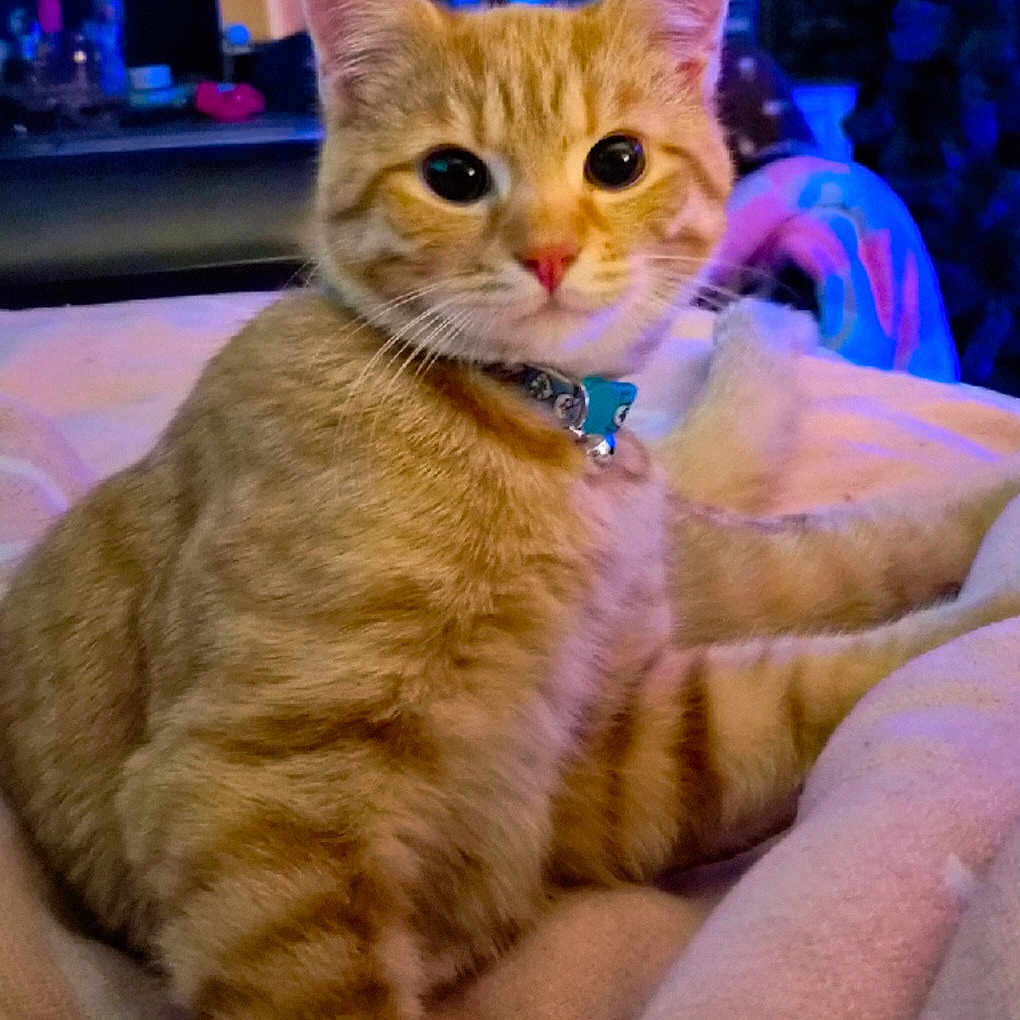 O'Malley