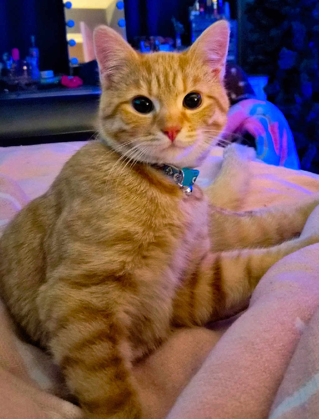 O'Malley is registered to the contest to win money with this photo: cat, orange_tabby, pet, indoor, blanket, fur, whiskers, collar, cute, animal, mammal, relaxed, soft, feline, domestic_cat, portrait, close_up, cozy, resting, playful