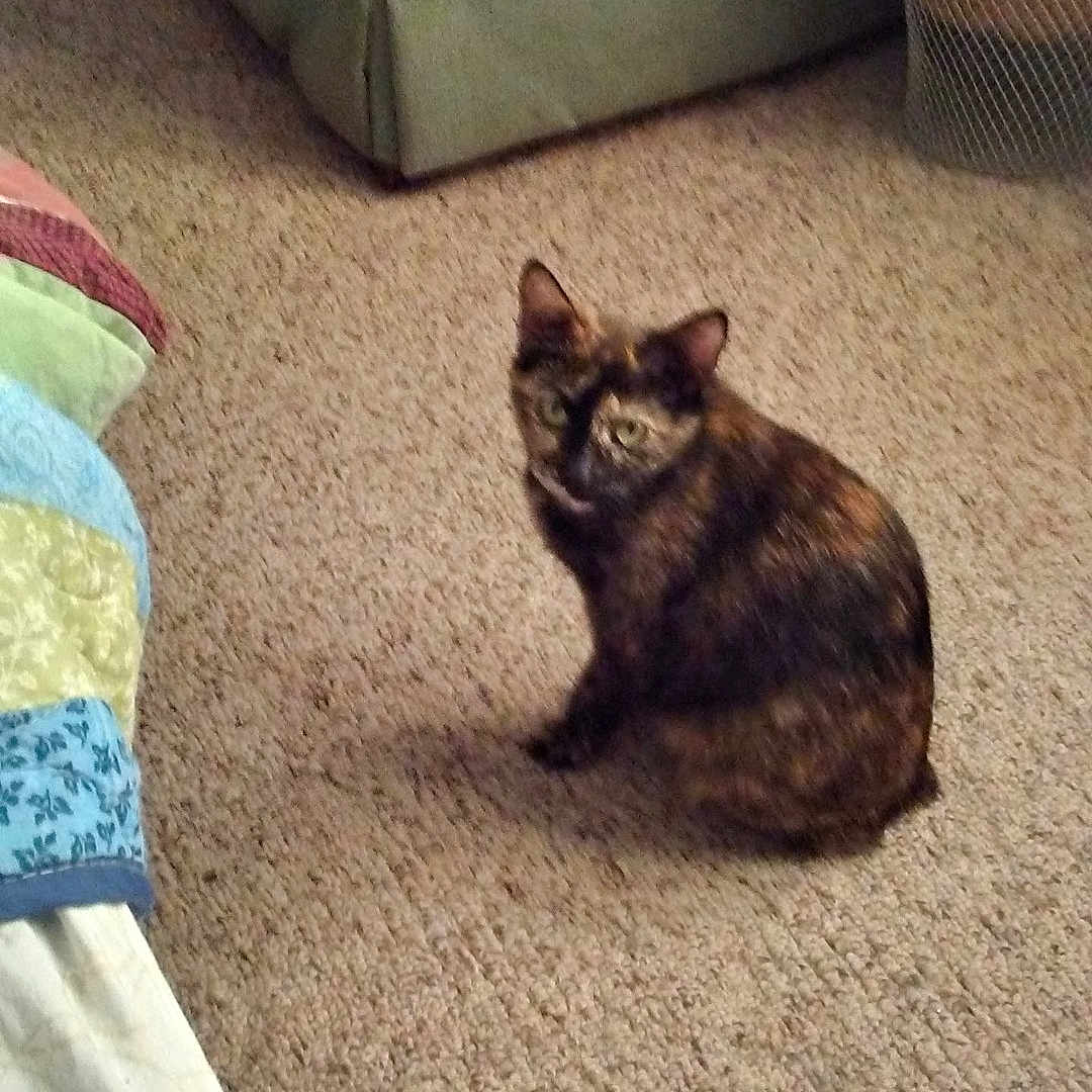 Callie is registered to the contest to win money with this photo: animal, bedroom, carpet, cat, colorful, couch, cozy, fabric, floor, furniture, home, indoor, looking, pet, quiet, quilt, resting, seated, tortoiseshell_cat, wastebasket
