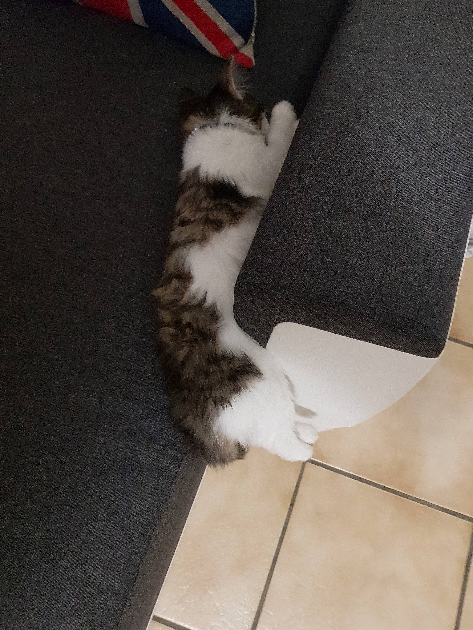 Pikachu a rejoint le concours — aidez-le/la à gagner de superbes lots ! carnivore, cat, domestic_short_haired_cat, felidae, fur, kitten, leg, norwegian_forest_cat, paw, polydactyl_cat, small_to_medium_sized_cats, tail, whiskers