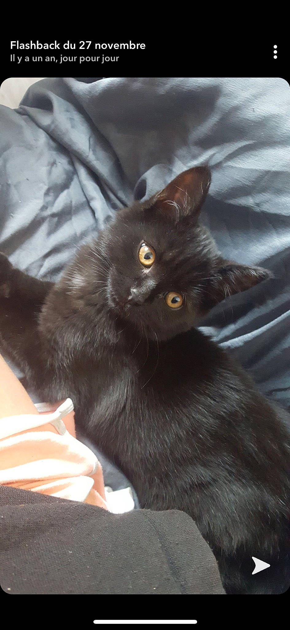 Johnny a rejoint le concours — aidez-le/la à gagner de superbes lots ! asian, black_cat, bombay, burmese, carnivore, cat, domestic_long_haired_cat, domestic_short_haired_cat, felidae, havana_brown, kitten, korat, mammal, nebelung, norwegian_forest_cat, small_to_medium_sized_cats, vertebrate, whiskers