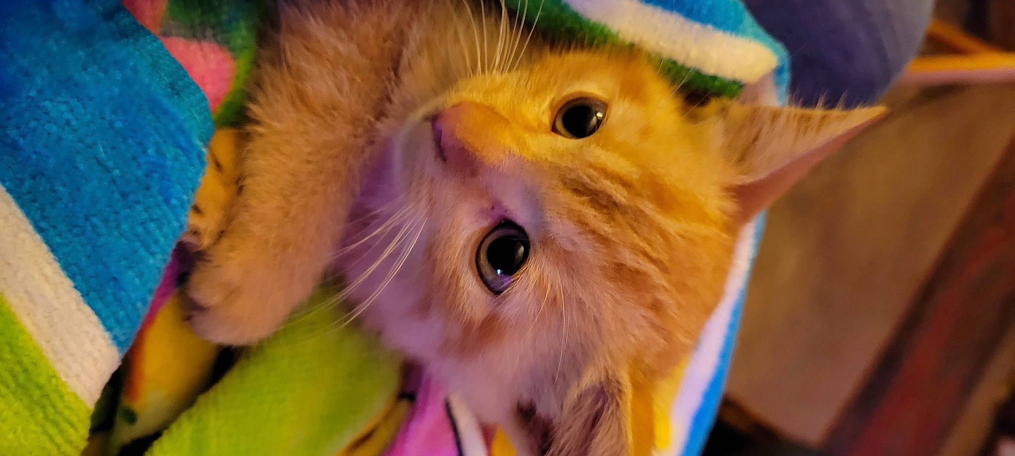 Tiger joined the competition — help win amazing prizes! carnivore, cat, child, close_up, domestic_short_haired_cat, ear, eye, eyelash, fawn, felidae, fur, iris, macro_photography, nose, room, small_to_medium_sized_cats, snout, whiskers