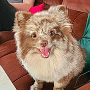 Koda joined the competition — help win amazing prizes! dog, fluffy, brown_fur, cream_fur, happy, smiling, pet, indoor, couch, furniture, person_arm, red_cushion, green_cushion, tongue_out, small_dog, cute, domestic_animal, companion, sitting, friendly