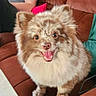 dog, fluffy, brown_fur, cream_fur, happy, smiling, pet, indoor, couch, furniture, person_arm, red_cushion, green_cushion, tongue_out, small_dog, cute, domestic_animal, companion, sitting, friendly