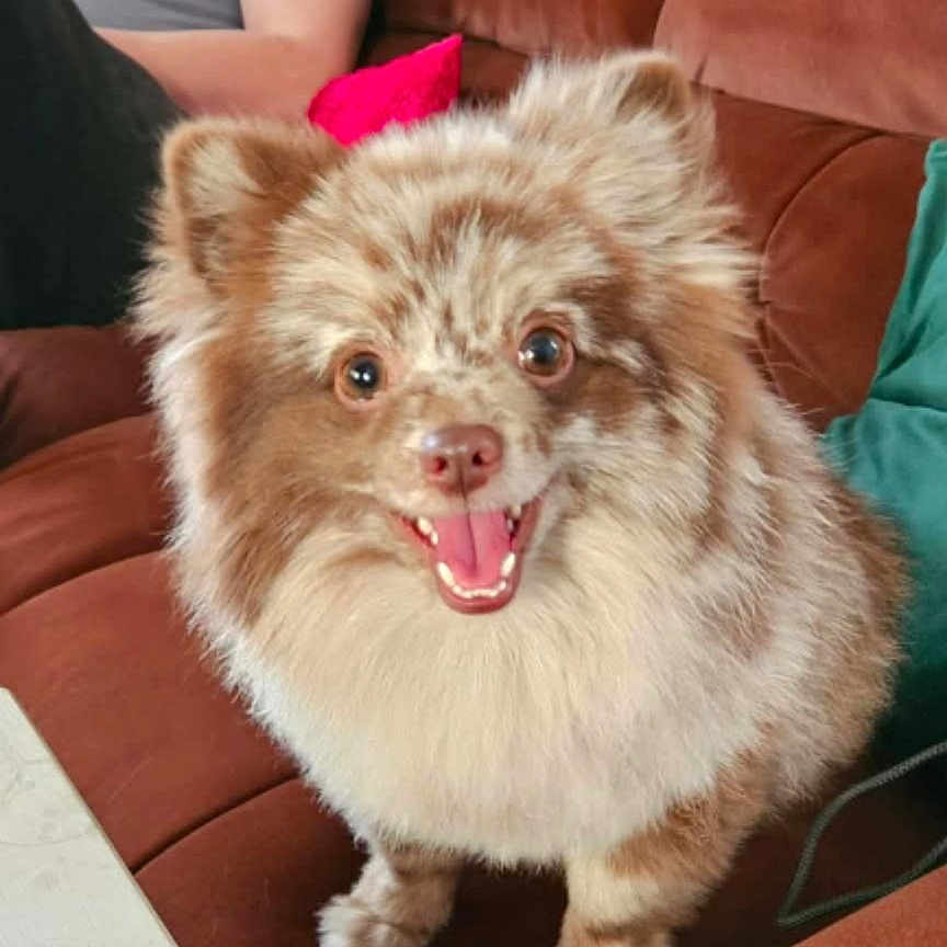 Koda joined the competition — help win amazing prizes! dog, fluffy, brown_fur, cream_fur, happy, smiling, pet, indoor, couch, furniture, person_arm, red_cushion, green_cushion, tongue_out, small_dog, cute, domestic_animal, companion, sitting, friendly
