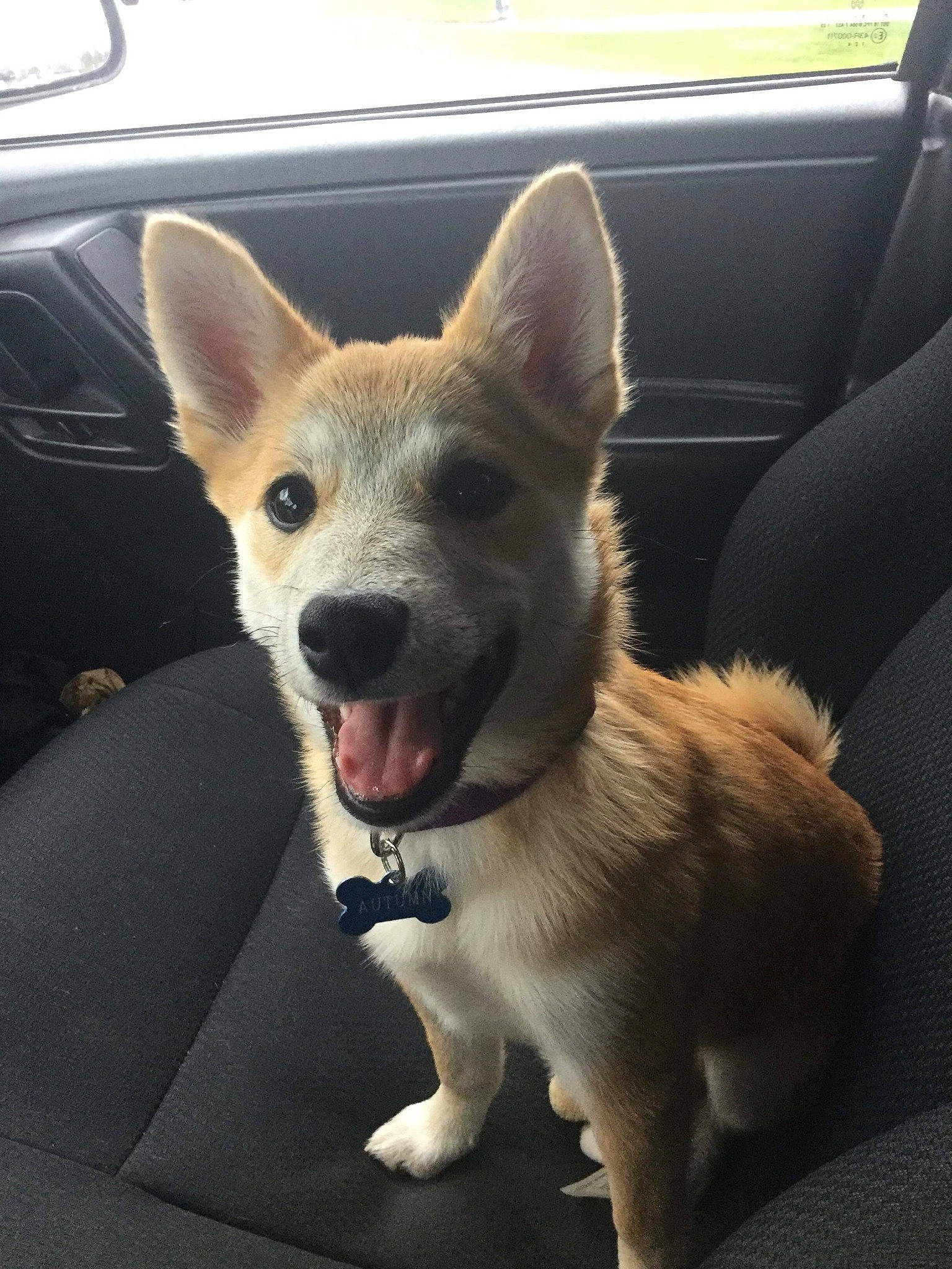 Autumn is registered to the contest to win money with this photo: canidae, car, carnivore, comfort, companion_dog, dog, dog_breed, ear, fawn, foot, fur, jaw, paw, sporting_group, tail, terrestrial_animal, whiskers, window, windshield, working_animal