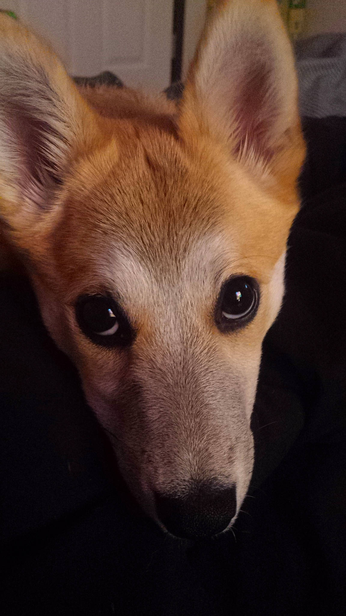 Autumn joined the competition — help win amazing prizes! ancient_dog_breeds, bored, canidae, carnivore, companion_dog, dog, dog_breed, ear, fawn, fur, head, jaw, non_sporting_group, snout, sporting_group, terrestrial_animal, whiskers, wildlife, working_animal