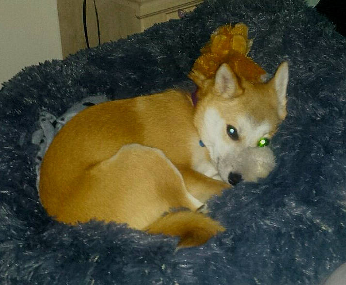 Autumn joined the competition — help win amazing prizes! ancient_dog_breeds, canidae, carnivore, companion_dog, dog, dog_breed, dog_supply, fawn, german_spitz_mittel, non_sporting_group, paw, snout, spitz, sporting_group, tail, terrestrial_animal, whiskers, working_animal