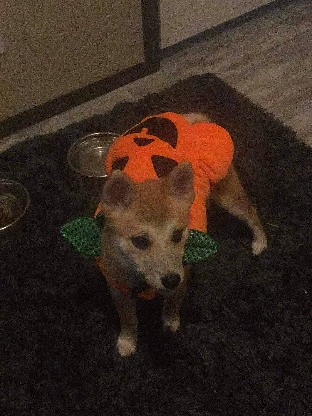 Autumn is registered to the contest to win money with this photo: carnivore, companion_dog, dog, dog_breed, dog_clothes, dog_supply, floor, flooring, fur, grass, non_sporting_group, paw, pet_supply, tail, terrestrial_animal, working_animal, working_dog