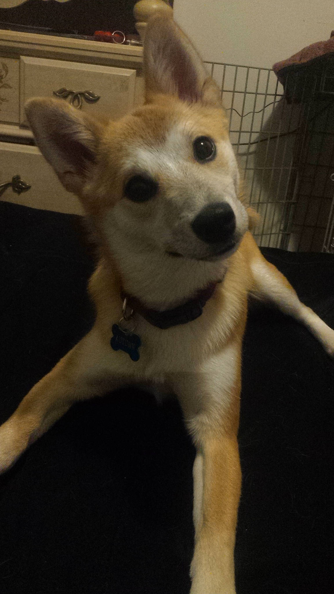 Autumn is registered to the contest to win money with this photo: ancient_dog_breeds, canidae, carnivore, collar, companion_dog, dog, dog_breed, dog_collar, dog_supply, fawn, flooring, fur, paw, pet_supply, snout, sporting_group, tail, terrestrial_animal, whiskers, working_animal