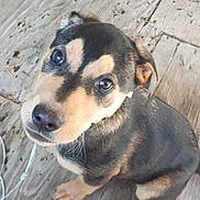 Hope is registered to the contest to win money with this photo: puppy, dog, pet, animal, cute, looking_up, wooden_floor, brown, black, fur, ears, nose, eyes, young, sitting, background, floorboards, indoors, canine, adorable