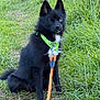 dog, black_dog, green_bandana, leash, grass, outdoor, pet, animal, nature, path, sitting, fluffy, canine, ears_up, alert, young_dog, fur, collar, adventure, cute