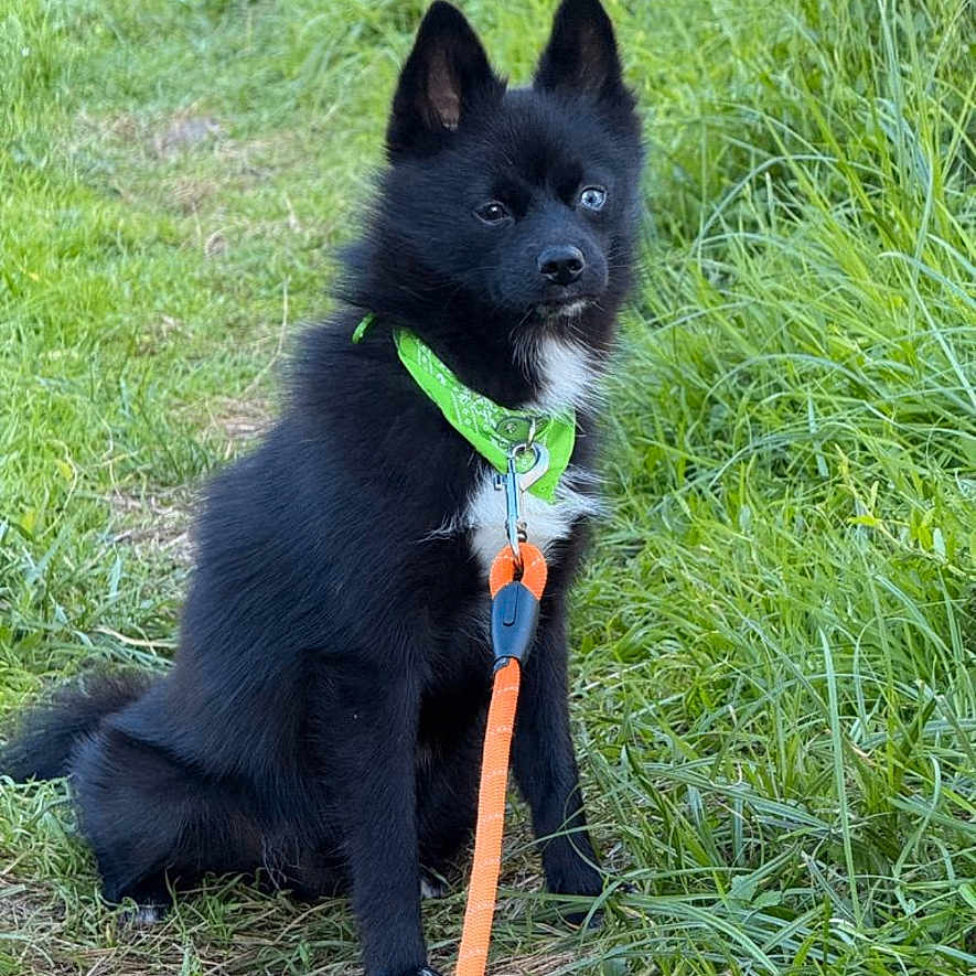 Fréki participe au concours pour gagner de l'argent avec cette photo : adventure, alert, animal, black_dog, canine, collar, cute, dog, ears_up, fluffy, fur, grass, green_bandana, leash, nature, outdoor, path, pet, sitting, young_dog