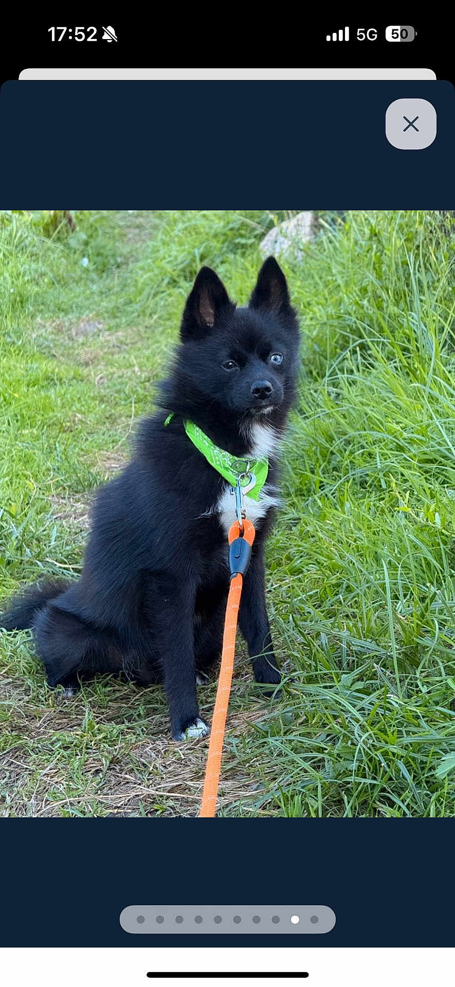 Fréki participe au concours pour gagner de l'argent avec cette photo : dog, black_dog, green_bandana, leash, grass, outdoor, pet, animal, nature, path, sitting, fluffy, canine, ears_up, alert, young_dog, fur, collar, adventure, cute