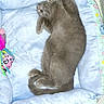 animal, cartoon_pattern, cat, colorful_bed_edge, comfortable, cozy, curled_paws, cute, domestic_cat, feline, fluffy_bed, gray_cat, indoor, nap, pet_bed, relaxed, resting, sleeping, soft_texture, toy