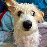 Brody joined the competition — help win amazing prizes! dog, canine, pet, close_up, fluffy, curious_eyes, nose, white_fur, tan_fur, indoor, blanket, cozy, fur, animal, cute, scruffy, small_dog, portrait, sitting, companion