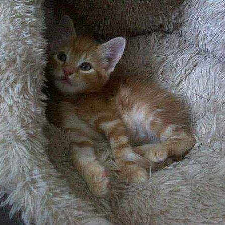 Willow