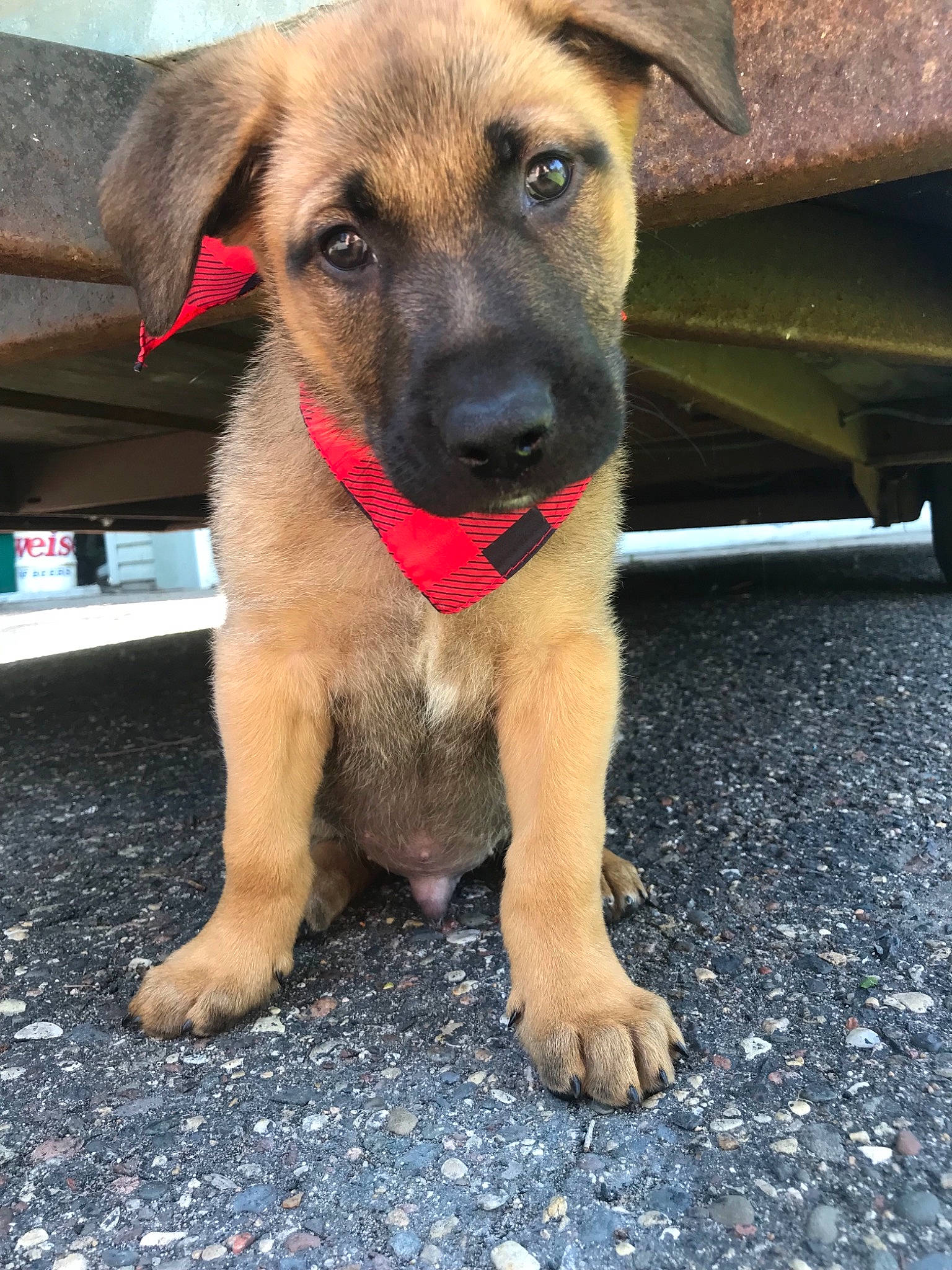 Buckley joined the competition — help win amazing prizes! black_mouth_cur, canidae, carnivore, dog, dog_breed, fawn, german_shepherd_dog, mammal, mountain_cur, potcake_dog, puppy, snout, sporting_group, street_dog, vertebrate