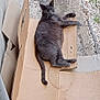 Goomy participe au concours pour gagner de l'argent avec cette photo : animal, cardboard, cat, concrete, curious, daylight, feline, gravel, gray_cat, ground, laying_down, nature, outdoor, pet, pipe, plant, relaxed, resting, sidewalk, wall
