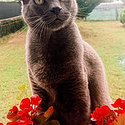 Goomy a rejoint le concours — aidez-le/la à gagner de superbes lots ! animal, background, cat, closeup, ears, flowers, fur, garden, gray_cat, greenery, leaf, nature, outdoor, pet, plants, portrait, red_flowers, sunlight, whiskers, window