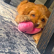 Ziva joined the competition — help win amazing prizes! puppy, dog, toy, plush_toy, carpet, floor, wooden_table, paw, pet, cute, indoor, brown_fur, lying_down, playing, animal, young_dog, home, looking, soft_toy, cozy