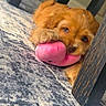 puppy, dog, toy, plush_toy, carpet, floor, wooden_table, paw, pet, cute, indoor, brown_fur, lying_down, playing, animal, young_dog, home, looking, soft_toy, cozy