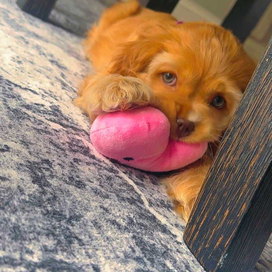 Ziva joined the competition — help win amazing prizes! puppy, dog, toy, plush_toy, carpet, floor, wooden_table, paw, pet, cute, indoor, brown_fur, lying_down, playing, animal, young_dog, home, looking, soft_toy, cozy