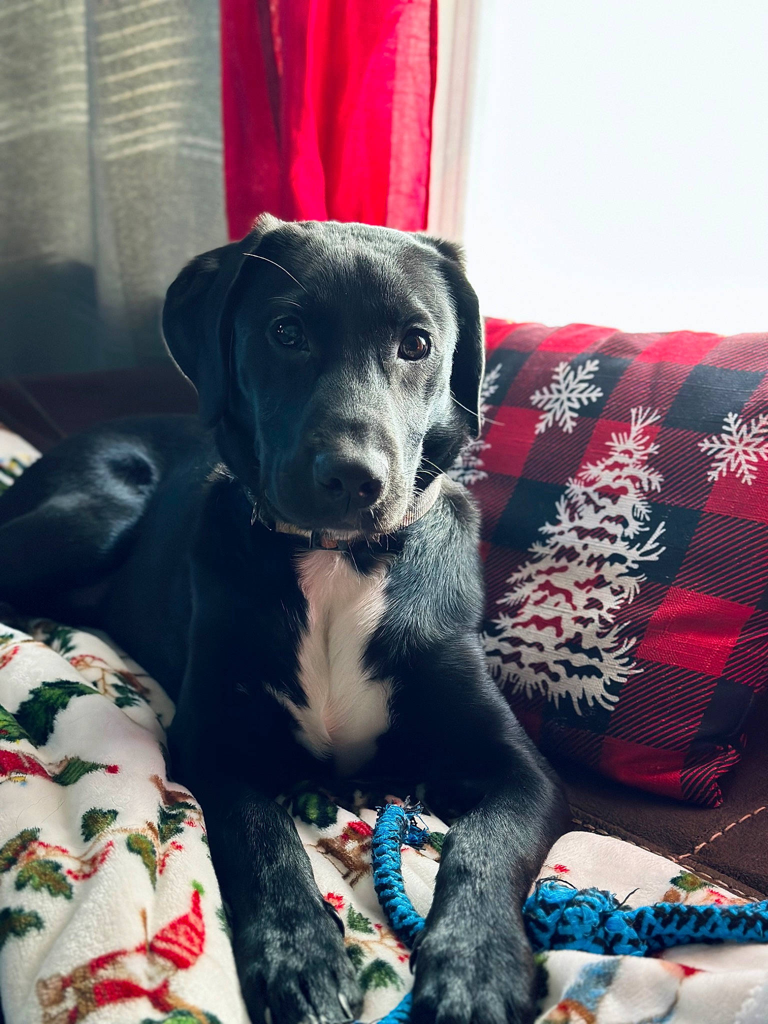 Zeke joined the competition — help win amazing prizes! borador, canidae, carnivore, comfort, companion_dog, couch, curtain, dog, dog_breed, dog_supply, fawn, fur, guard_dog, linens, pattern, snout, sporting_group, toy_dog, whiskers, working_animal