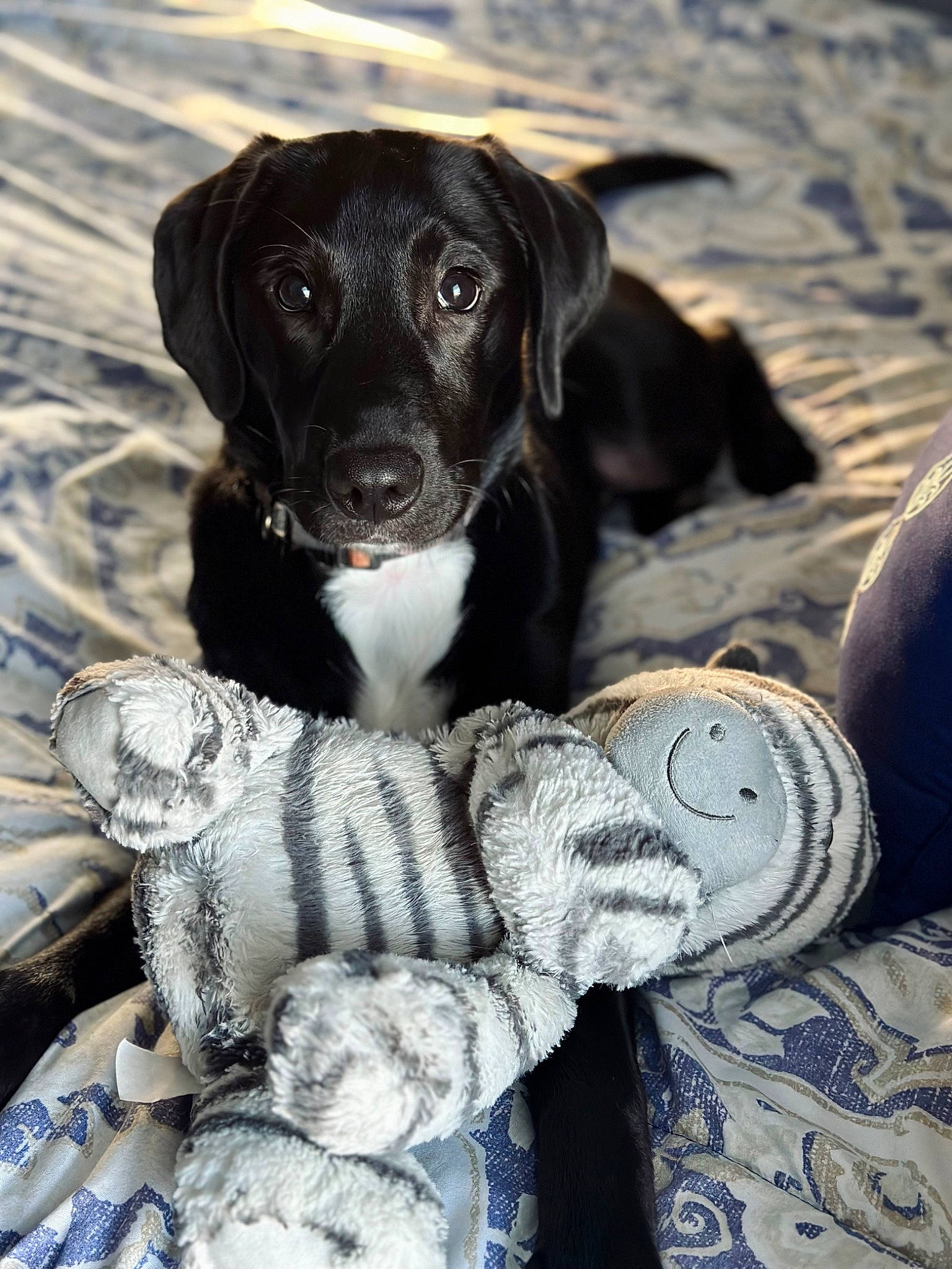 Zeke is registered to the contest to win money with this photo: adventure, braque_dauvergne, canidae, carnivore, collar, companion_dog, dog, dog_breed, dog_collar, fur, hunting_dog, non_sporting_group, pattern, paw, rock, snout, sporting_group, terrestrial_animal, toy_dog, working_animal