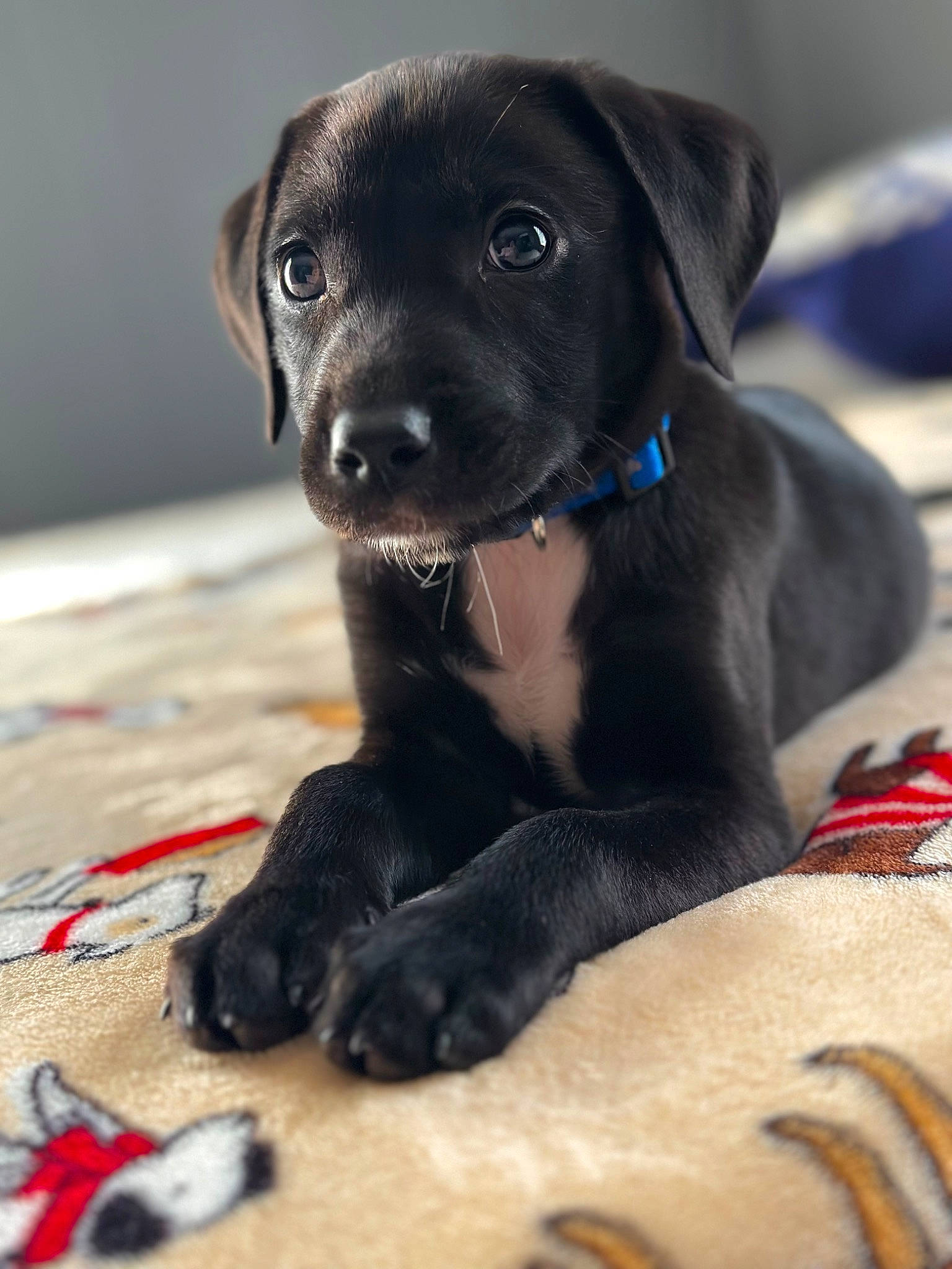 Zeke is registered to the contest to win money with this photo: borador, canidae, carnivore, collar, companion_dog, dog, dog_breed, dog_collar, dog_supply, electric_blue, fawn, fur, gun_dog, liver, pet_supply, snout, sporting_group, terrestrial_animal, whiskers, working_animal