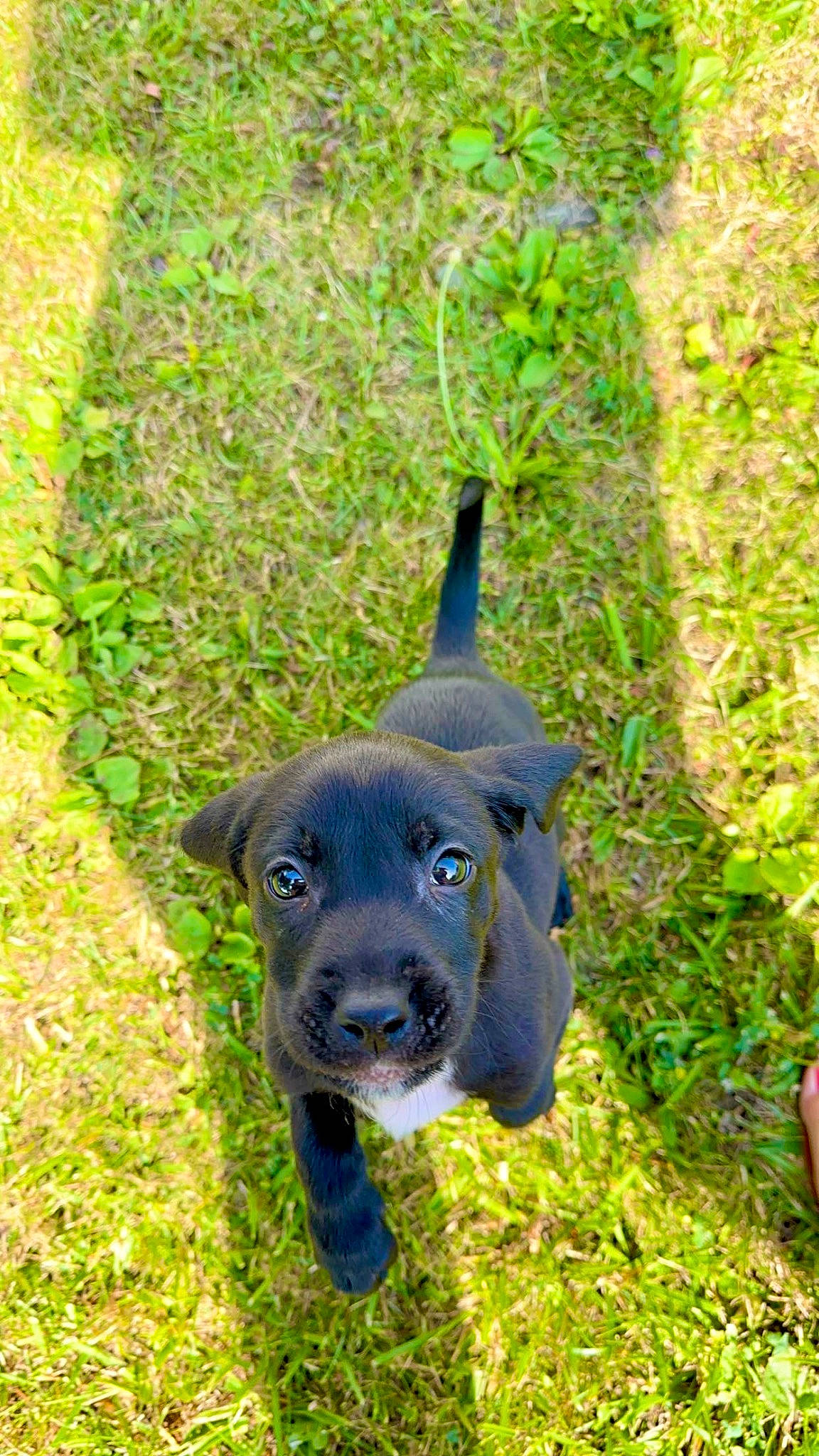 Zeke joined the competition — help win amazing prizes! borador, carnivore, companion_dog, dog, dog_breed, electric_blue, grass, groundcover, gun_dog, labrador_retriever, non_sporting_group, plant, pointing_breed, retriever, sporting_group, tail, terrestrial_animal, tree, whiskers, working_animal