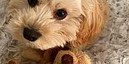 Ava is registered to the contest to win money with this photo: adorable, animal, beige, blanket, brown, closeup, comfort, cozy, cute, dog, fluffy, fur, indoor, lying_down, pet, plush, puppy, soft, stuffed_toy, toy