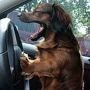 Drake is registered to the contest to win money with this photo: dog, brown_dog, car_interior, steering_wheel, yawning, sunlight, trees, window, seat, fur, animal, pet, mouth_open, paw, dashboard, vehicle, driver_seat, leisure, daytime, cute