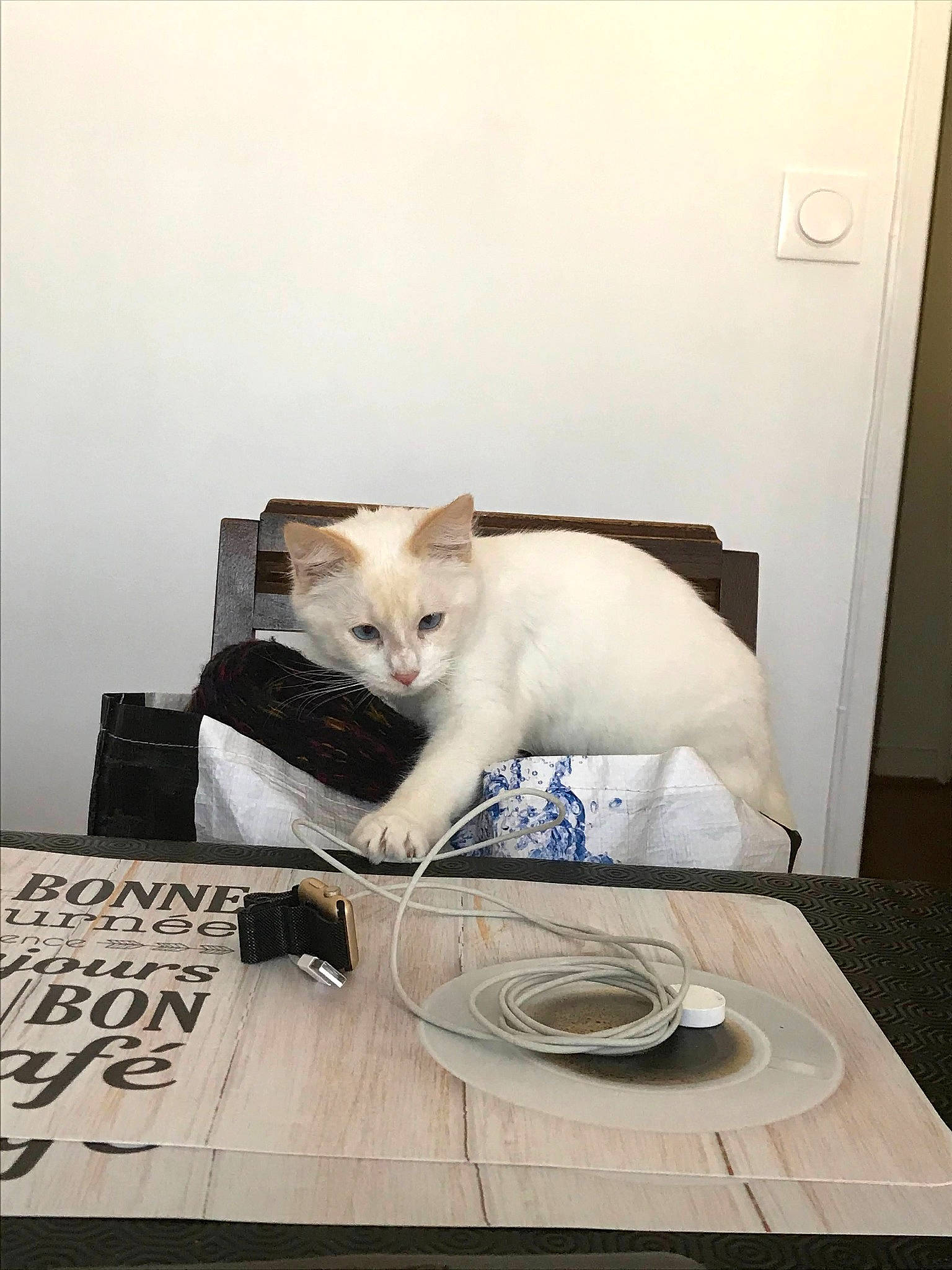 Aorou a rejoint le concours — aidez-le/la à gagner de superbes lots ! box, carnivore, cat, comfort, dishware, domestic_short_haired_cat, felidae, floor, flooring, fur, home_appliance, kitchen_utensil, rectangle, room, serveware, small_to_medium_sized_cats, tableware, tail, whiskers, wood