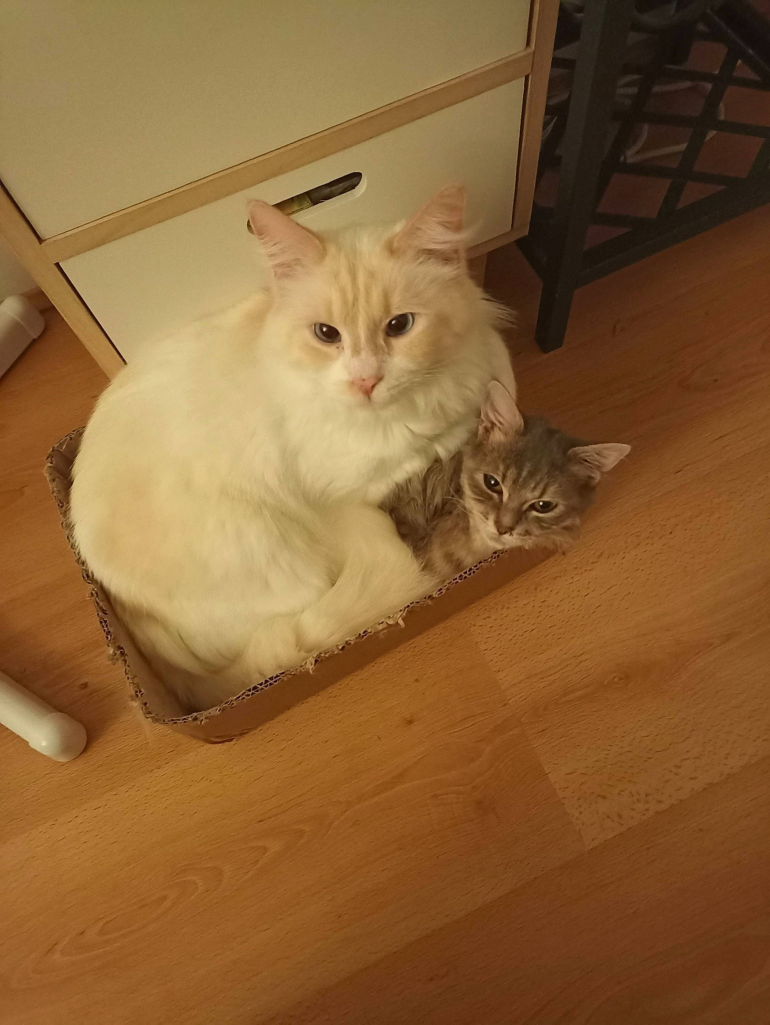 Aorou a rejoint le concours — aidez-le/la à gagner de superbes lots ! box, cabinetry, carnivore, cat, comfort, drawer, fawn, felidae, flooring, fur, hardwood, small_to_medium_sized_cats, tail, terrestrial_animal, whiskers, wood