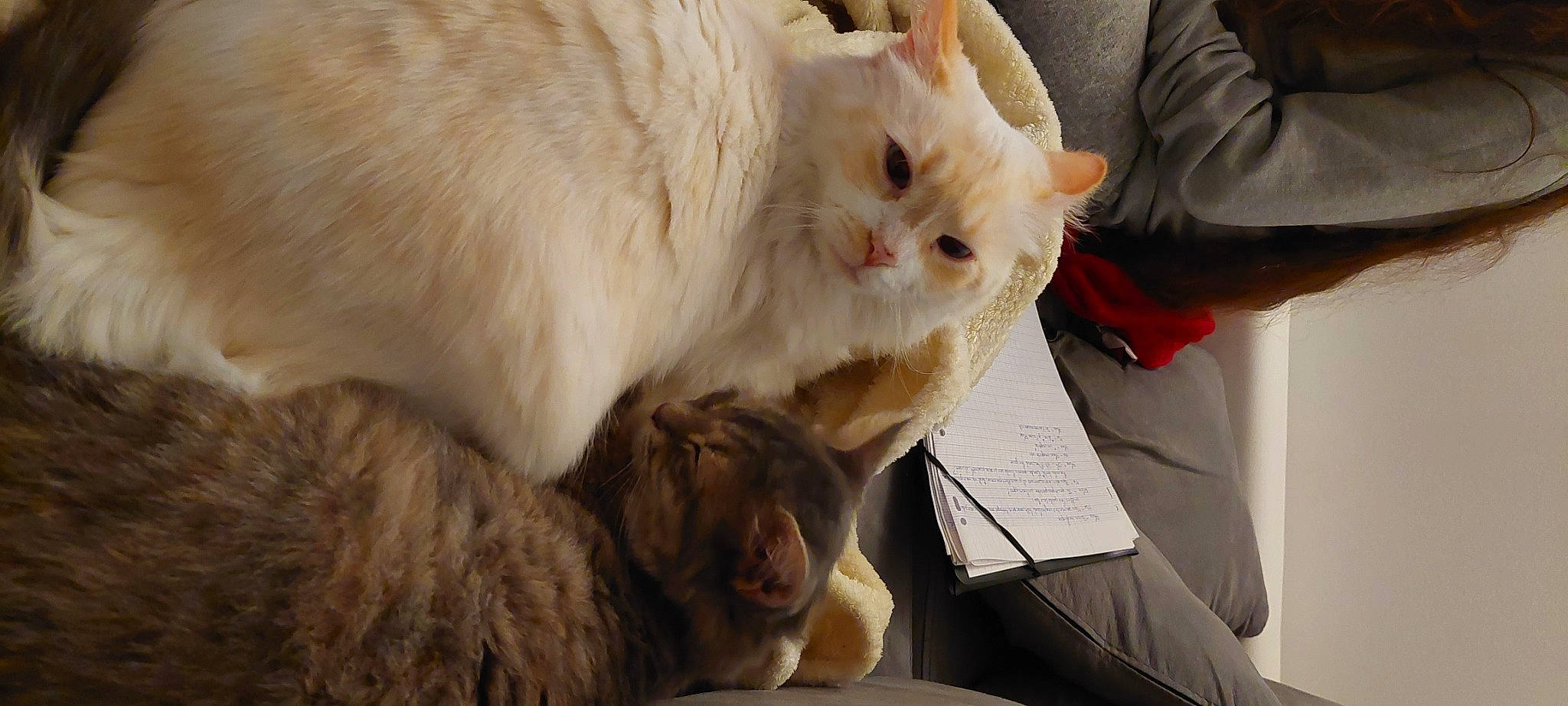 Aorou a rejoint le concours — aidez-le/la à gagner de superbes lots ! carnivore, cat, claw, comfort, companion_dog, domestic_short_haired_cat, fawn, felidae, fur, gesture, paw, small_to_medium_sized_cats, snout, whiskers