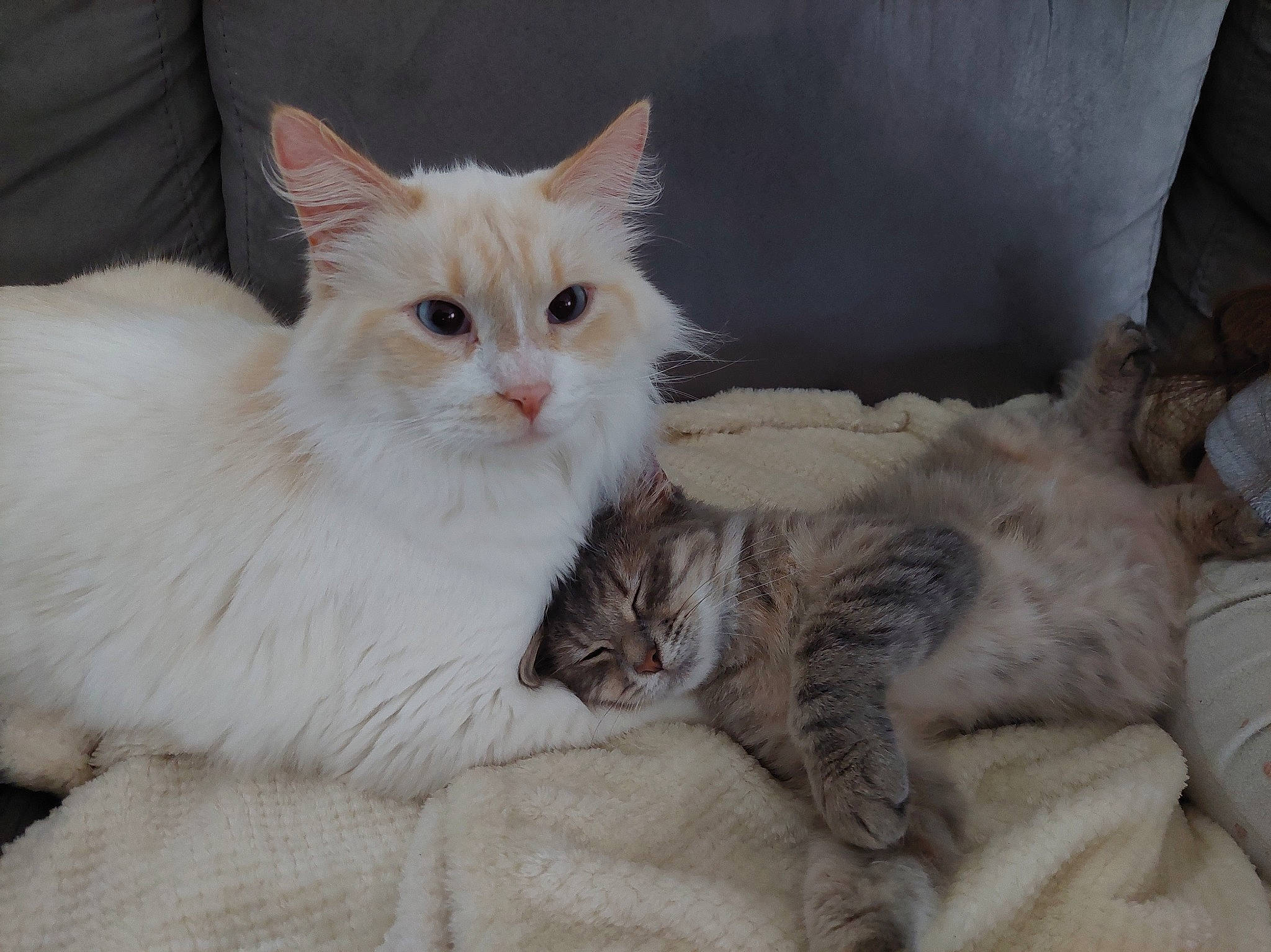 Aorou participe au concours pour gagner de l'argent avec cette photo : carnivore, cat, claw, comfort, domestic_short_haired_cat, fawn, felidae, fur, paw, small_to_medium_sized_cats, tail, terrestrial_animal, whiskers, window