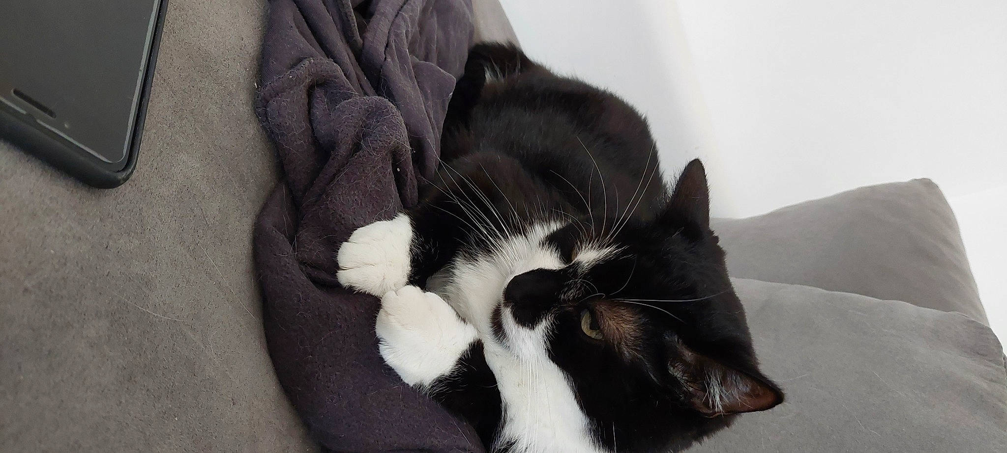 Chipie a rejoint le concours — aidez-le/la à gagner de superbes lots ! black_cat, carnivore, cat, comfort, domestic_short_haired_cat, ear, felidae, foot, formal_wear, fur, grey, linens, monochrome_photography, nap, paw, small_to_medium_sized_cats, tail, whiskers